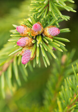 'Young' Norway Spruce Cone Cluster