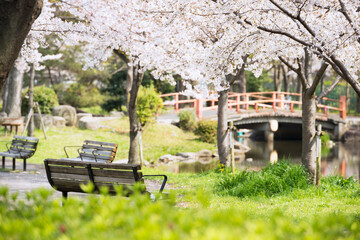 Wall Mural - 春の毛馬桜之宮公園