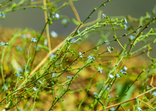 Blue-eyed Grass Or Narrow Leaf Blue-eyed Grass Flowers