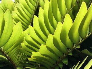 Green leaf with pattern