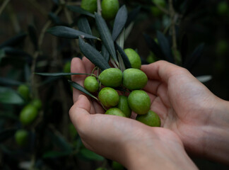 A woman's hand checking the size of an olive berry