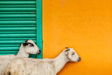 Goats In Front Of Colorful Wall