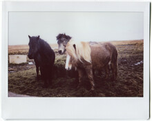 Instax Shot Of Icelandic Horses