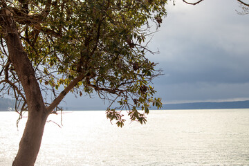 distant horizon past a large madrona tree