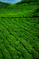 Wall Mural - Tea plantation with green fresh leaves in Munar-India
