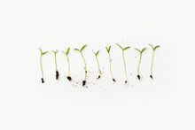 A Group Of Seedlings In A Row On White Backround