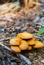 A Cluster Of Jack O Lantern Mushrooms