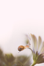 Small Snail Crawling Along The Flower