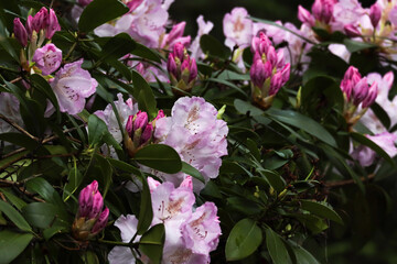 Poster - bright pink blooms on a rhododendron bush