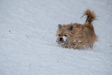 Fototapeta Psy - dog in snow
