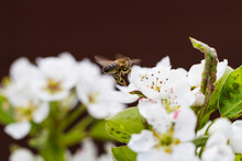 Bee Collects Pollen From A Pear Tree