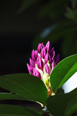 Wall Mural - a close up view of dark pink rhododendron buds