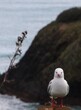 one seagull standing with land and ocean in background