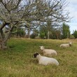 three  sheep sitting in green field with tree and grass 