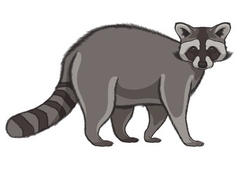 Wall Mural - Raccoon