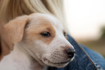 a small puppy of the Jack Russell breed sitting in a girl's arms against the background of the setting sun