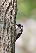 Female Downy Woodpecker On A Tree