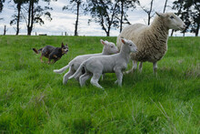 Kelpie Rounding Up Some A Ewe And Her Lambs III