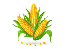 Corncobs With Yellow Corns And Green Leaves Group, White Background. Ripe Corn Vegetables Isolated,. Illustration.