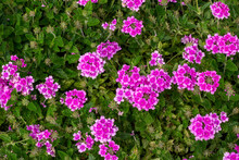 Close Up View Of Bright Pink Clump Rose Verbena Flower Blossoms In A Sunny Outdoor Ornamental Butterfly Garden 