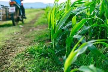 Young green corn plants on farmland. Farm corn and agriculture concept.