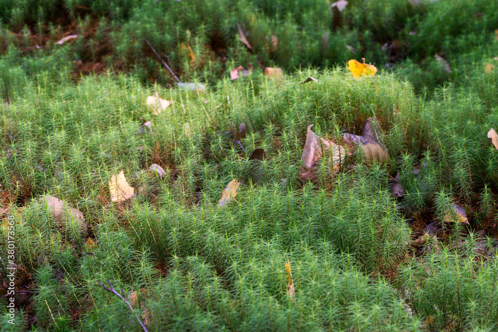 Leinwandbild Motiv - aga7ta : fallen autumn leaves on moss ...