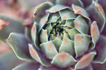 Closeup Of Succulent