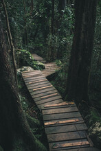 Meandering Wooden Walkway Through A Dark Forest
