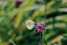 White Cabbage Butterfly On Purple Flower On A Green Background