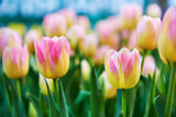 Fototapeta Tulipany - Background with pink tulip