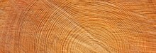 Freshly Made Firewood In The Forest, Close-up.Natural Pattern, Texture, Background, Graphic Resource. Environmental Damage, Ecology, Nature, Wood, Deforestation, Lumber Industry, Alternative Energy