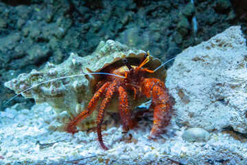 Closeup of a Hermit crab in the aquarium