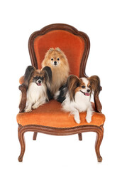 Canvas Print - little dogs on chair