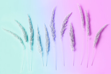 Wall Mural - floral composition of dry grass on a gradient background. flat lay, top view