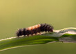 © Brandon Alms/Stocksy - Banded Wooly Bear Caterpillar On A Blade Of Grass