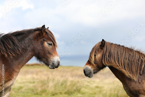 Fotografía View of two Exmoor ponies facing towards each other with just the heads visible with out of focus moorland and sky in the background