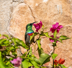 Sticker - Double-collared Sunbird