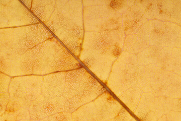 Aufkleber - old yellow leaf. background for design