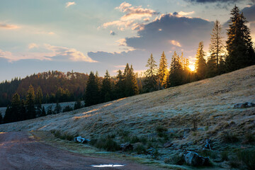 Wall Mural - coniferous forest in autumn at sunrise. dry grass in hoarfrost on the hillside meadow. clouds on the