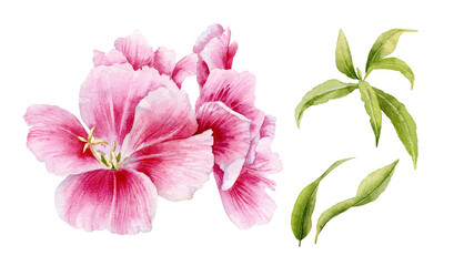 Wall Mural - Watercolor illustration. Flowers pink godetia.