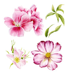 Wall Mural - Watercolor illustration. A set of delicate watercolor colors. Flowers pink godetia, kosmeya, and rose.