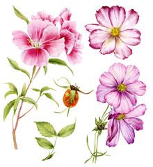 Wall Mural - Watercolor illustration.Color set godetia , the cosmos and the fruit of the wild rose.