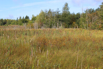 Wall Mural - tall reeds in a swamp. autumn landscape in the countryside