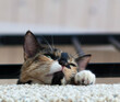 © Carolyn Lagattuta/Stocksy - Calico kitty resting - shot from below