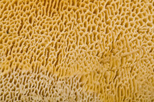 Mushroom Texture As Background