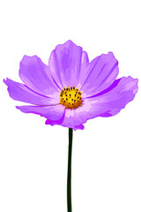 Wall Mural - Vector image of a beautiful cosmos flower on a white background