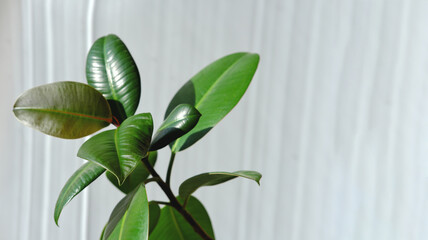 Modern houseplants. Ficus Elastica Burgundy or Rubber Plant. Minimal creative home decoration. easy to care plants. direct sunlight.