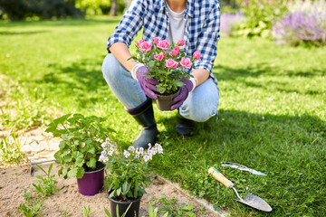 gardening and people concept - woman planting rose flowers at summer garden