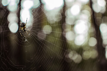 Spider on web in a forest
