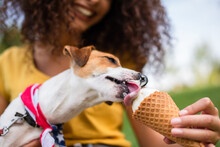 Selective Focus Of Jack Russell Terrier Dog Eating Ice Cream